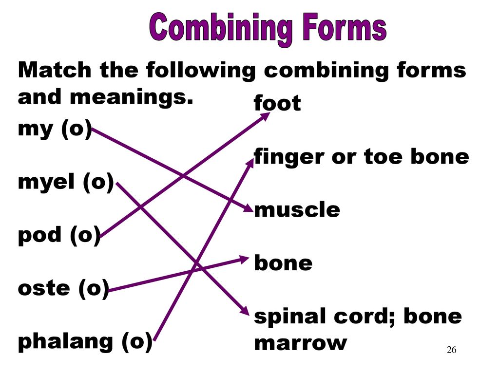 The musculoskeletal system ppt download
