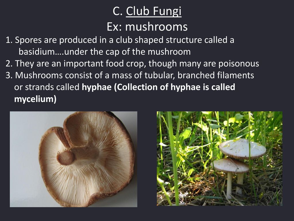Kingdom Fungi The Latin Word For Mushroom Is Fungus Ppt Download Kingdom Fungi The Latin Word For Mushroom Is Fungus Ppt Download