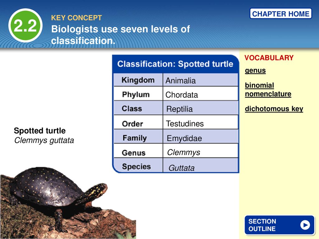 Classification of Living Things - ppt download