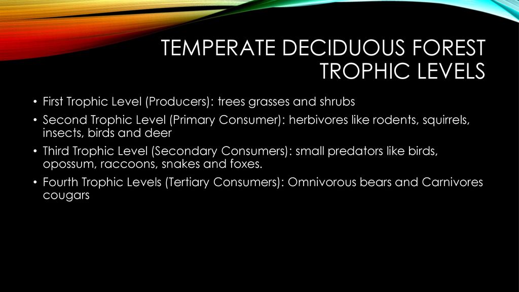 Temperate Deciduous Forest Biology Diagrams