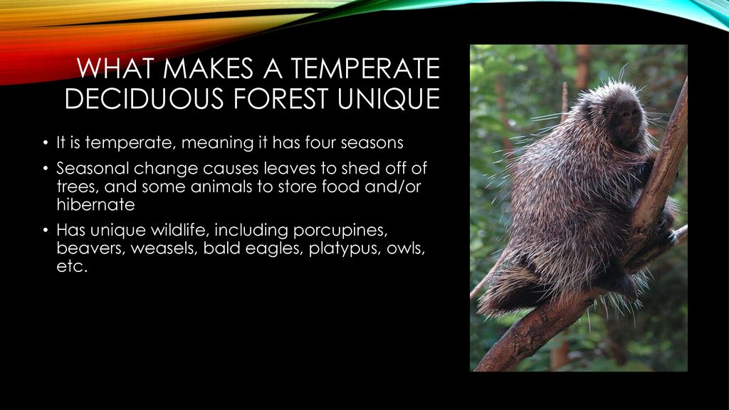 Temperate Deciduous Forest - ppt download