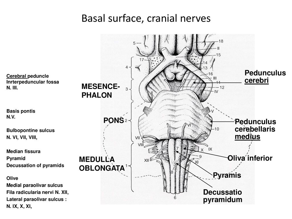 Brainstem and diencephalon, - ppt