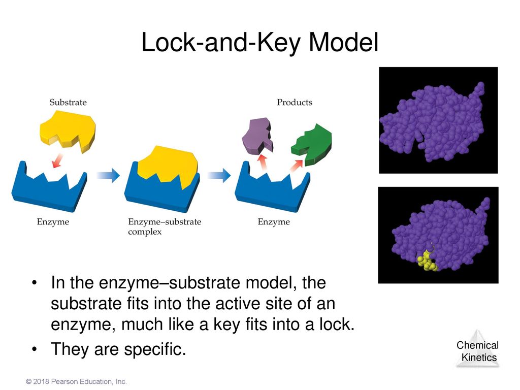 Lock-and-Key Model In the enzyme–substrate model, the substrate fits into the active site of an enzyme, much like a key fits into a lock.