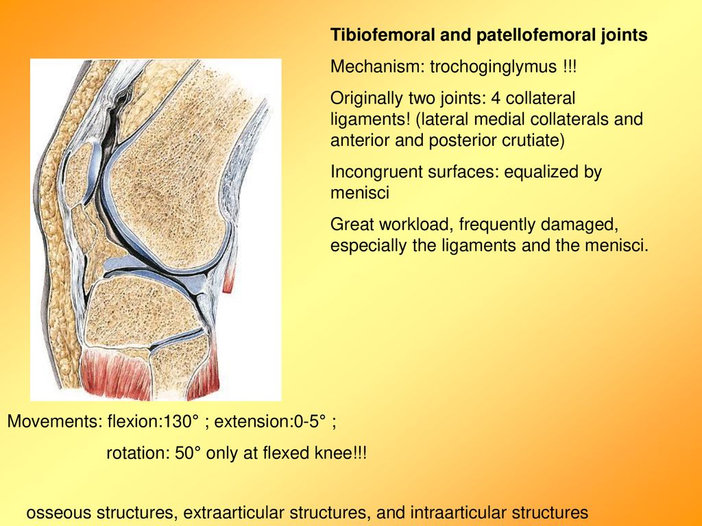 muscles and actions of the knee - ppt download