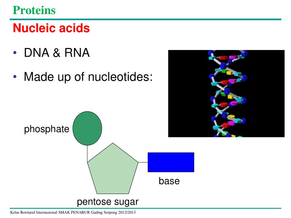 Chapter 1 Biological Molecules Leonardus Ssi Ppt Download