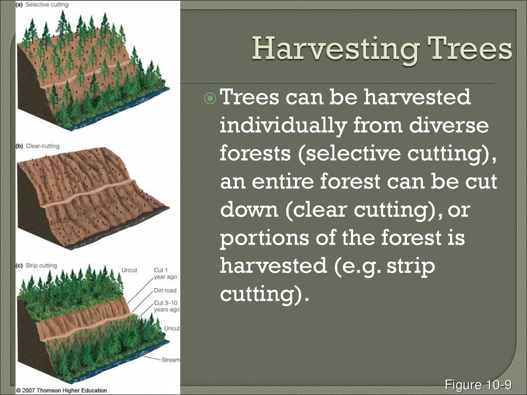 Harvesting Trees. Forest Cuttings pdf. Clear Cutting. Conducts Forestry activities to Preserve its Forests.