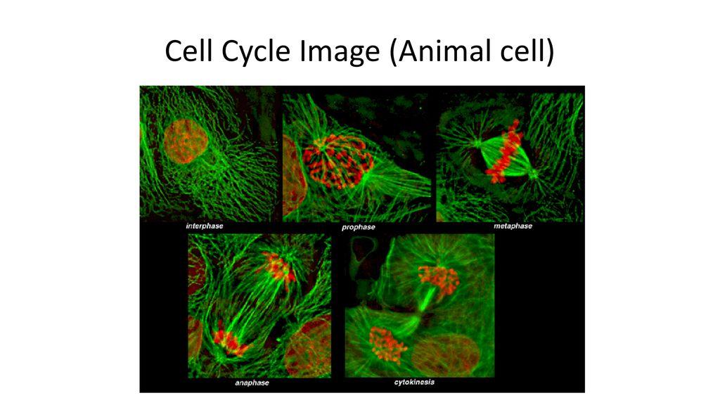 Replication and the Cell Cycle Biology Diagrams