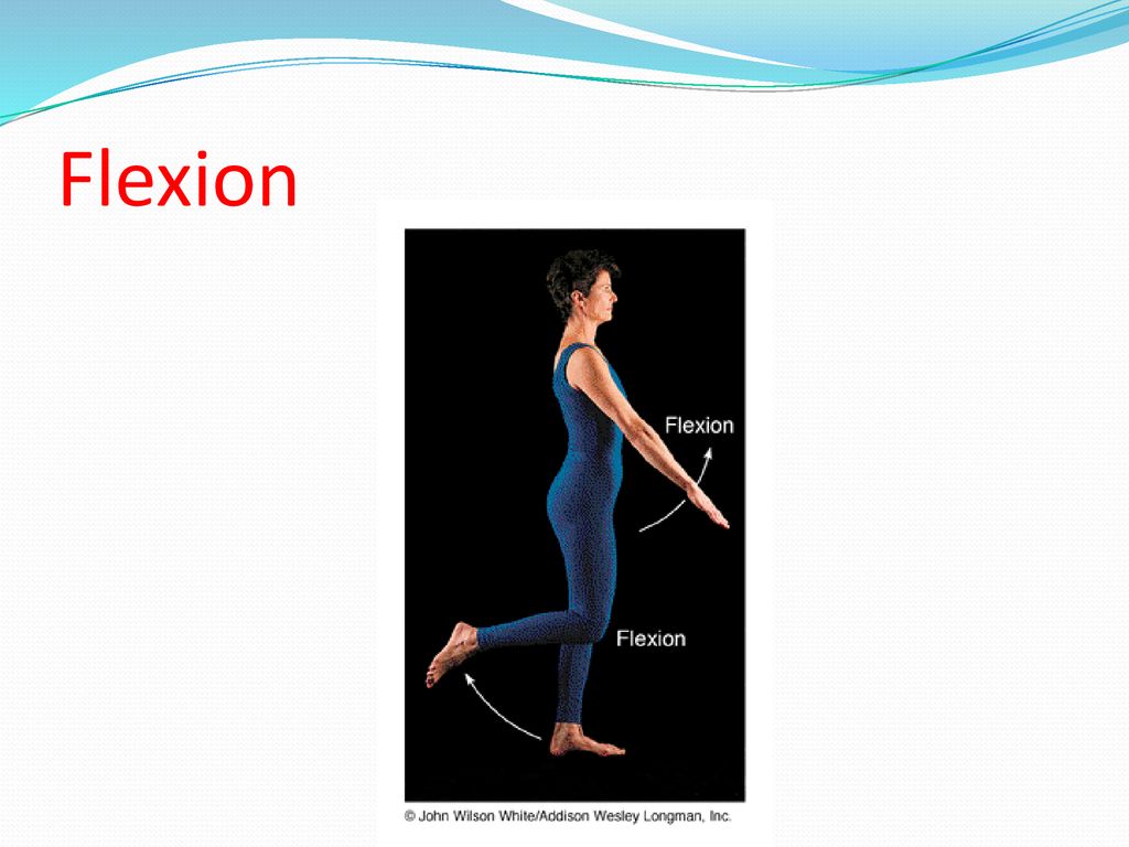 Flexion and Extension Anatomy Body Movement Terms