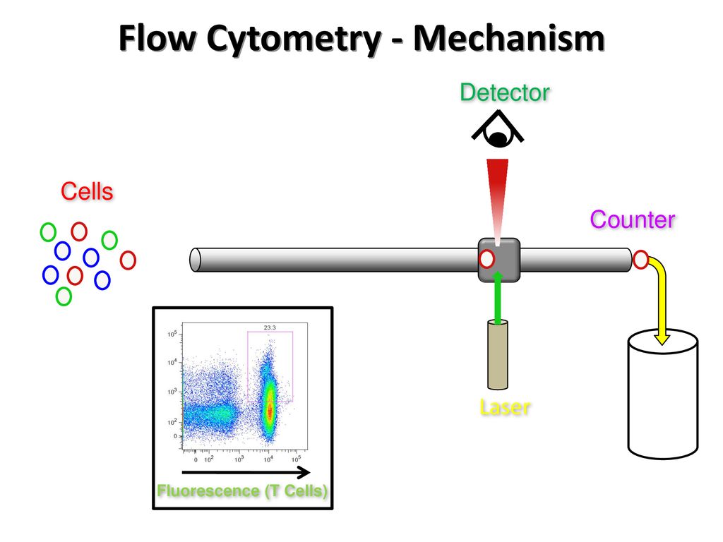 Immunodeficiency Syndromes: - ppt download