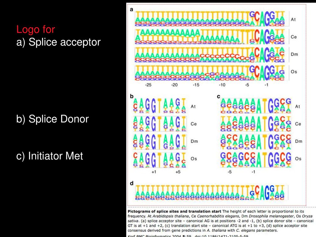 Logo for a) Splice acceptor b) Splice Donor c) Initiator Met