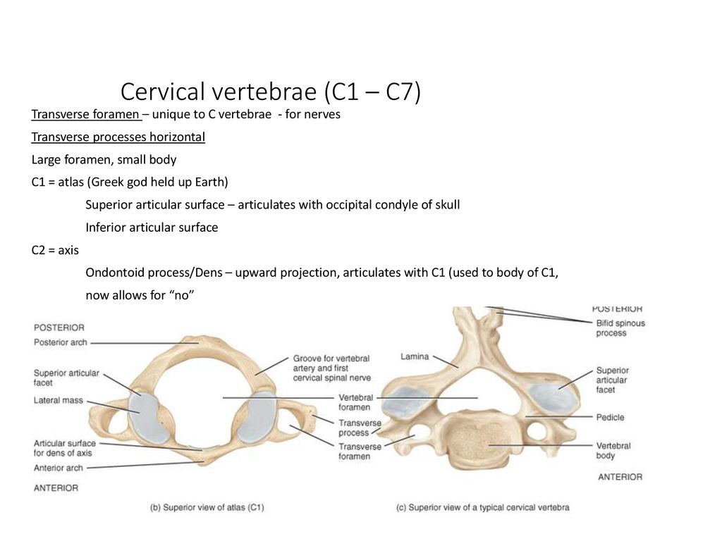 Bio& 241: Unit 2 Lecture ppt download