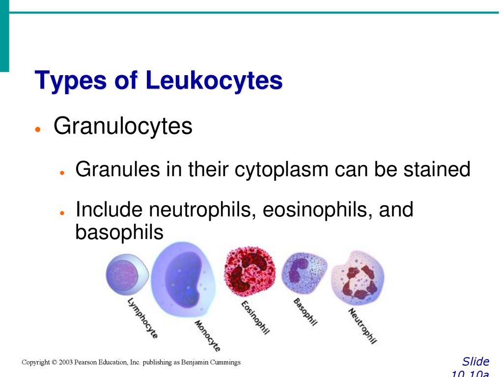 Types of Leukocytes Granulocytes