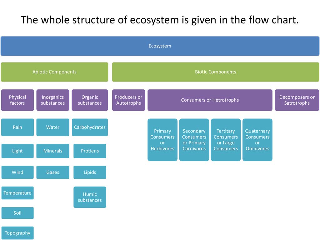Components Of Ecosystem Flow Chart