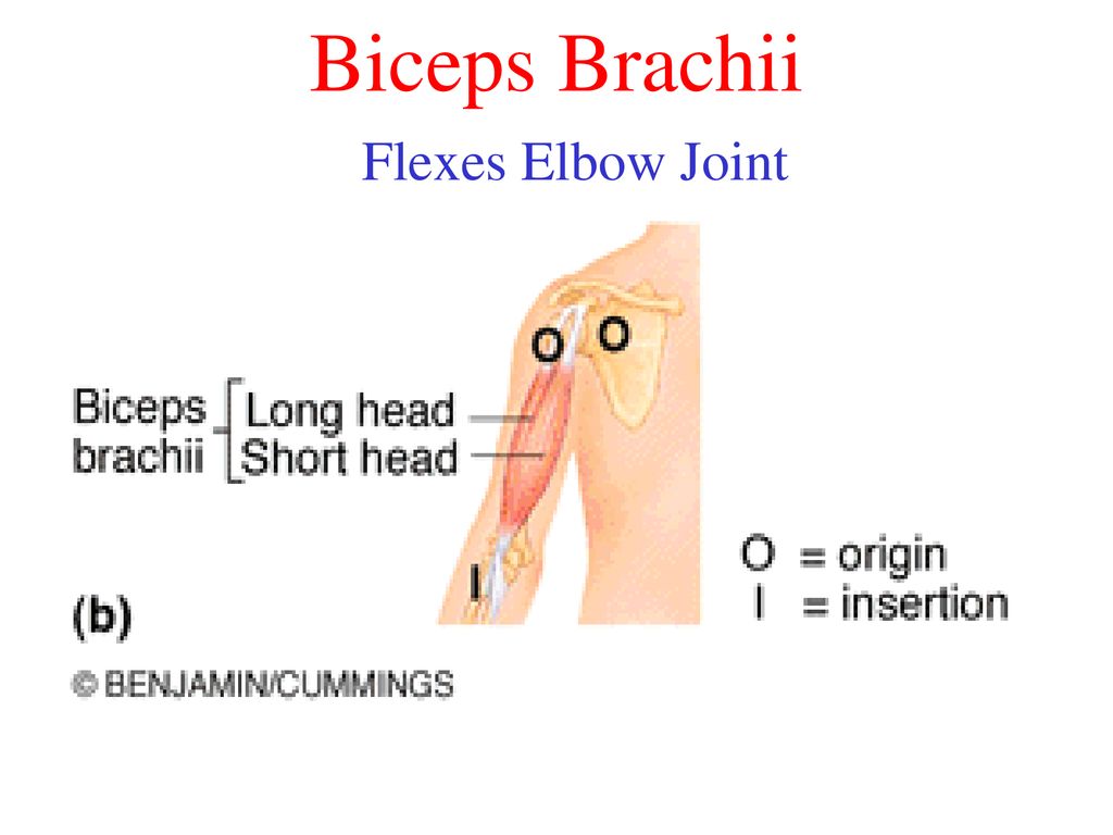 The Muscular System. - ppt download