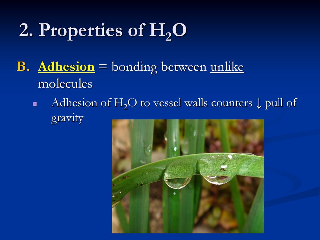 2. Properties of H2O Adhesion = bonding between unlike molecules