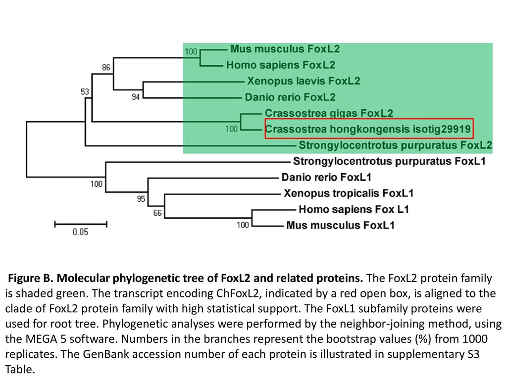 Figure B. Molecular phylogenetic tree of FoxL2 and related proteins