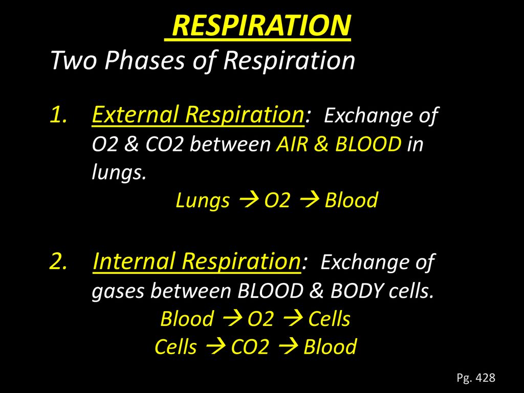 two phases of respiration
