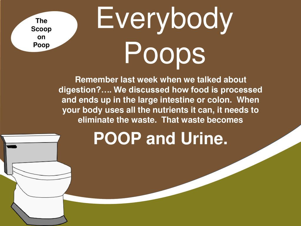 Everybody poops. Poop Scoop. На английском poop.
