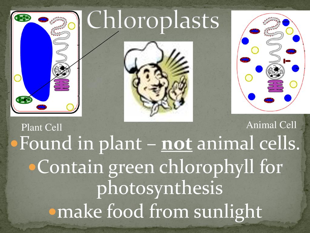Animal Cells Contain What - An Overview Of Animal And Plant Cells The : Maybe you would like to learn more about one of these?