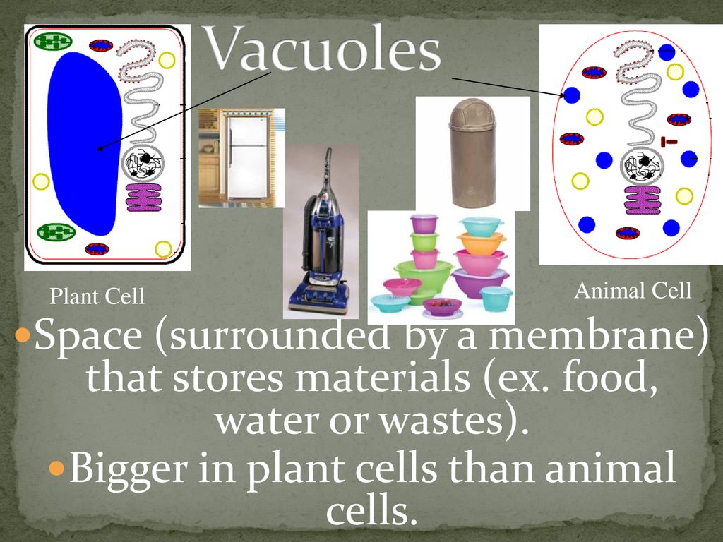 Cells The basic unit of structure and function in living things - ppt  download