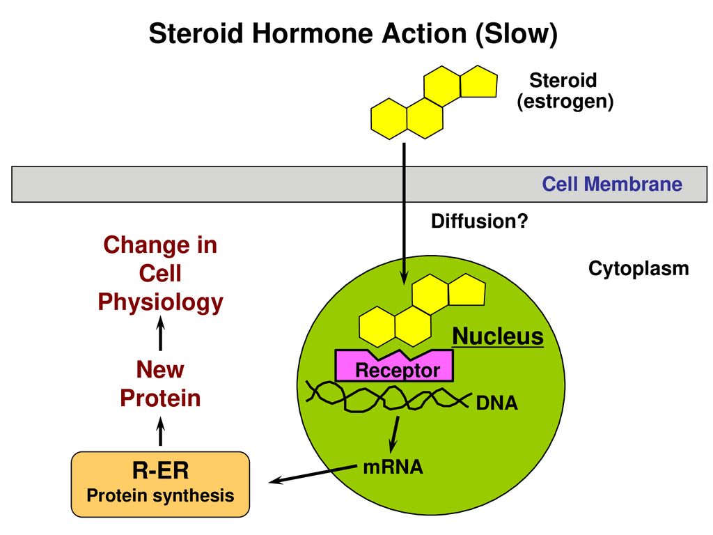 Mechanism of action. Action of Steroid Hormones. The mechanism of Action of Steroid Hormones. Nucleus mechanisms of Action of Hormones. Steroid receptor.