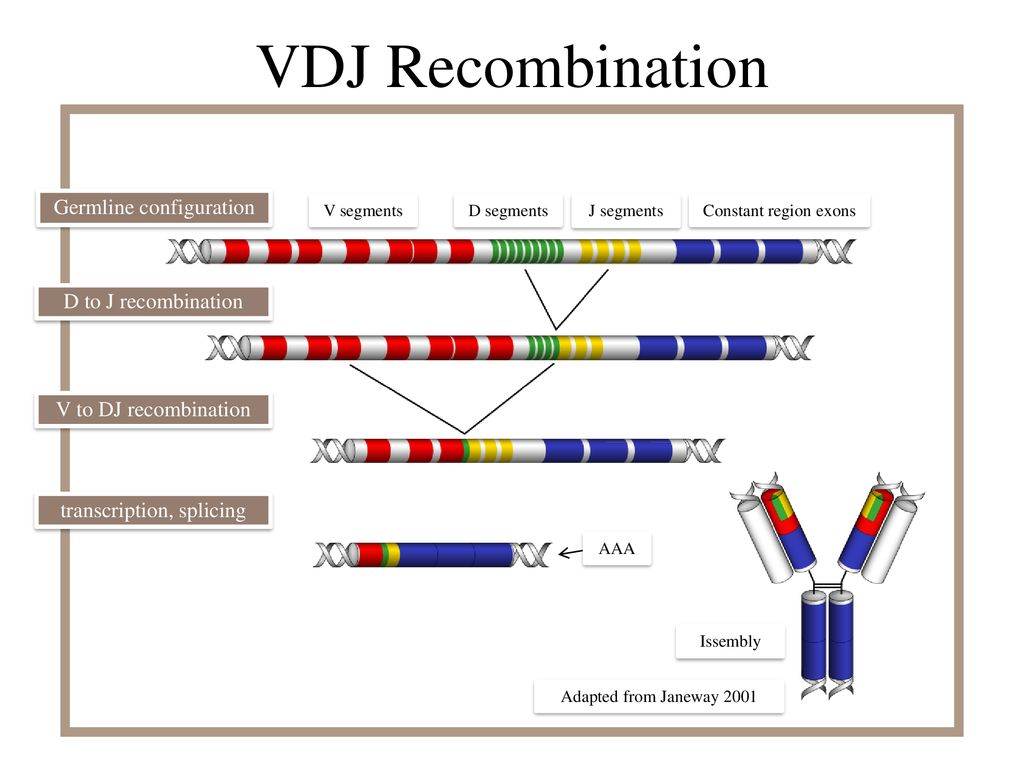 VDJ Recombination Germline configuration D to J recombination
