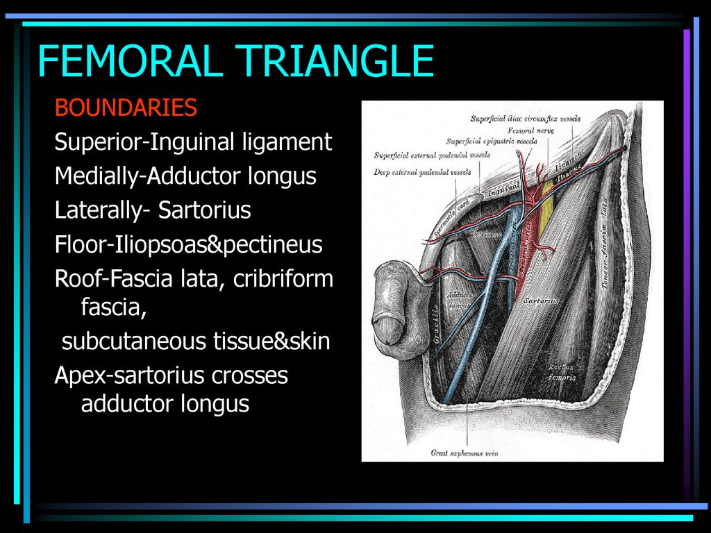 Femoral Triangle Anatomy (in Hindi) | Contents & Boundaries | Lower Limb -  YouTube