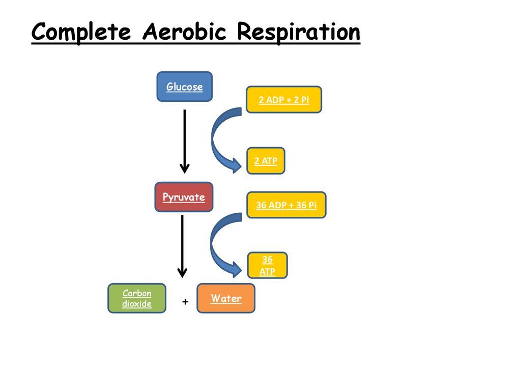 Respiration A Level The Science Hive