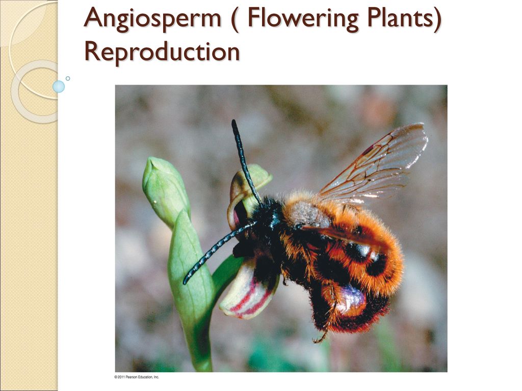 Plant Growth And Responses Ppt Download   Angiosperm ( Flowering Plants) Reproduction 