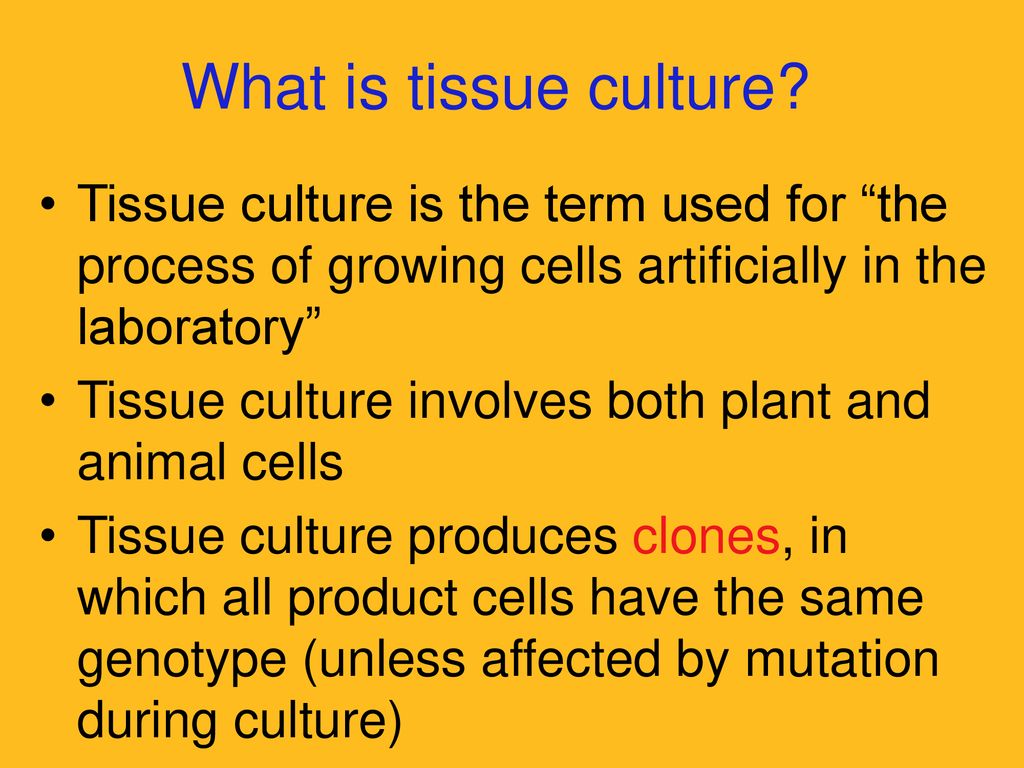 Plant Tissue Culture Applications Ppt Download
