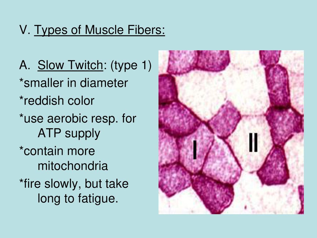 V. Types of Muscle Fibers: