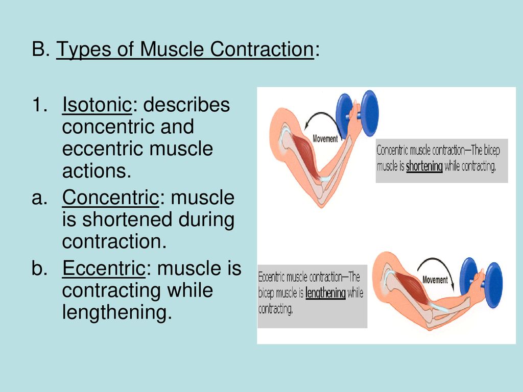 B. Types of Muscle Contraction:
