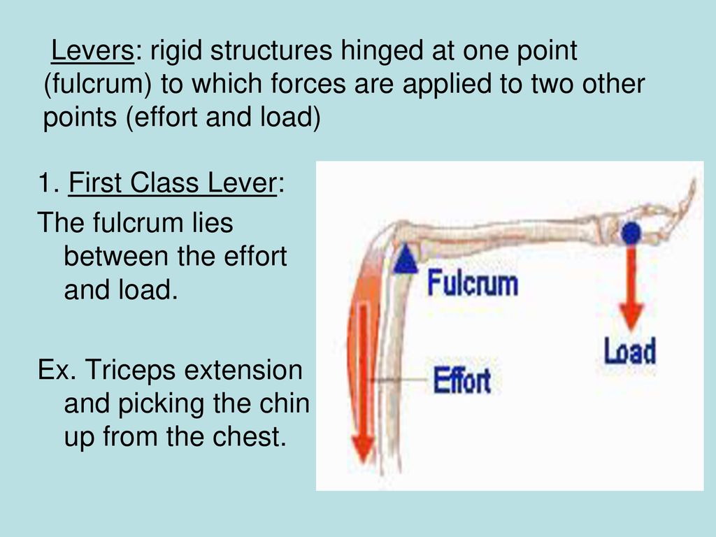 Levers: rigid structures hinged at one point (fulcrum) to which forces are applied to two other points (effort and load)