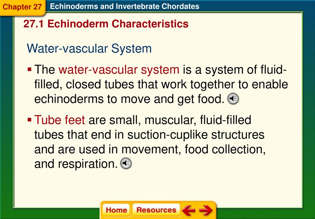 chapter-27-echinoderms-and-invertebrate-chordates-ppt-download