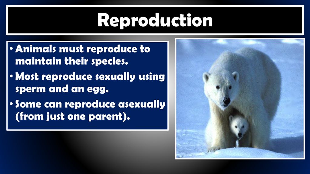 Reproduction Animals must reproduce to maintain their species.