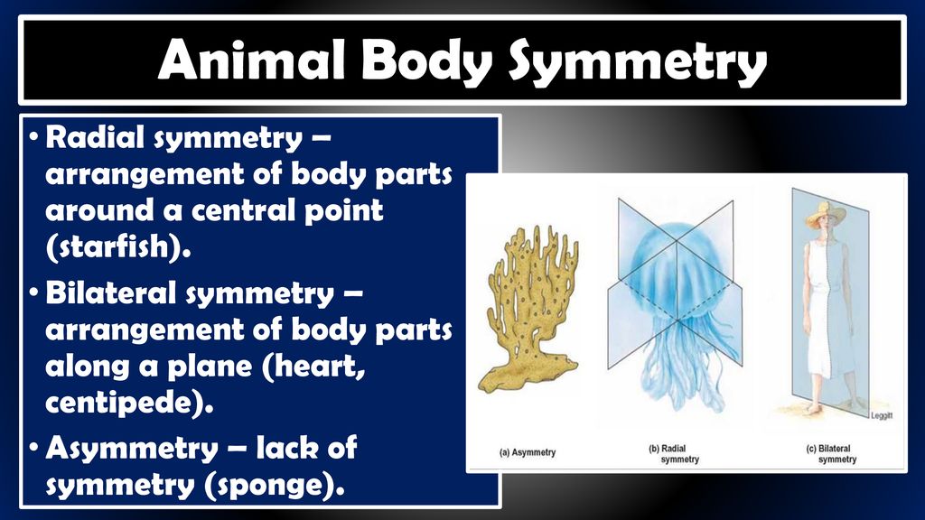 Animal Body Symmetry Radial symmetry – arrangement of body parts around a central point (starfish).