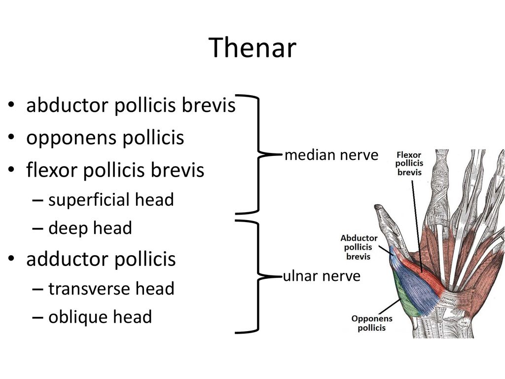 Тенар и гипотенар. Thenar Eminence. Thenar анатомия. Abductor pollicis. M abductor pollicis Brevis.