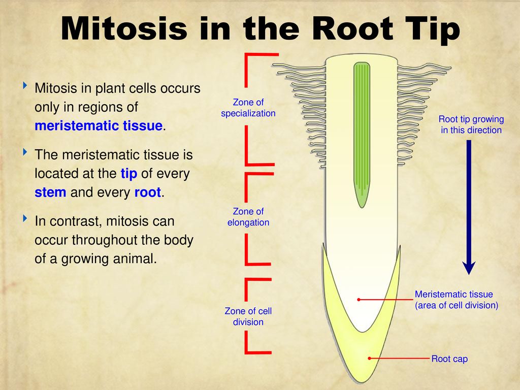 Mitosis Ppt Download