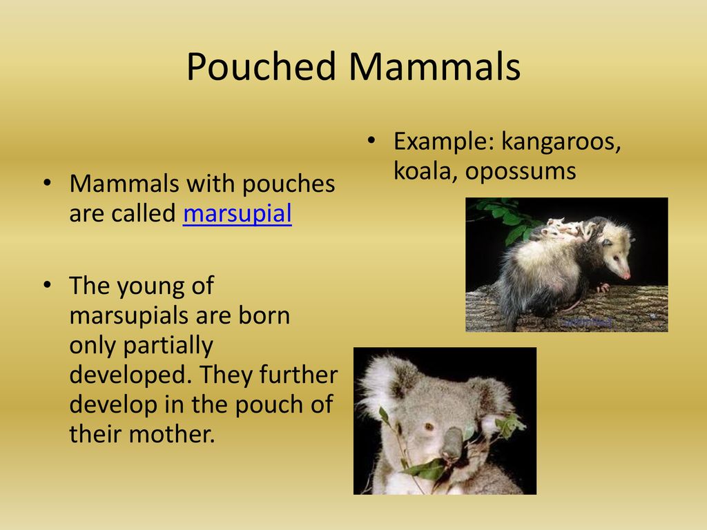 Mammals. - ppt download