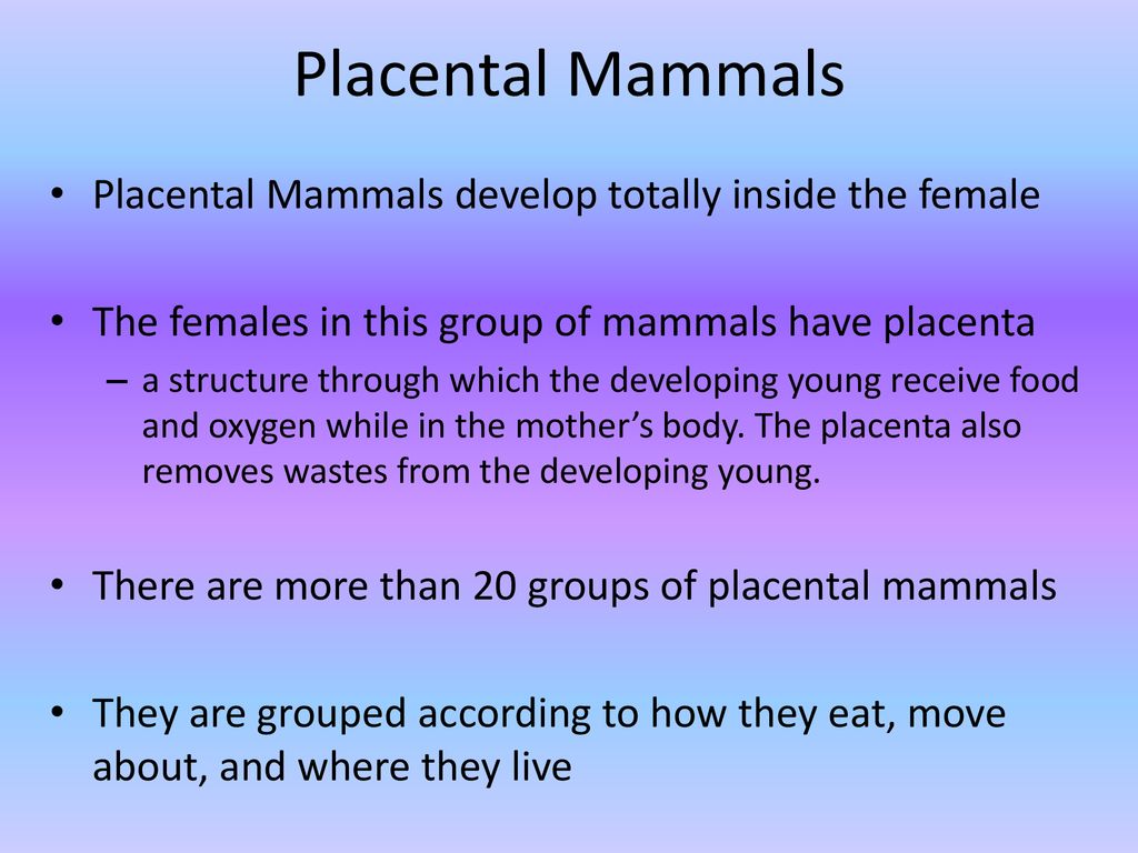 Mammals. - ppt download