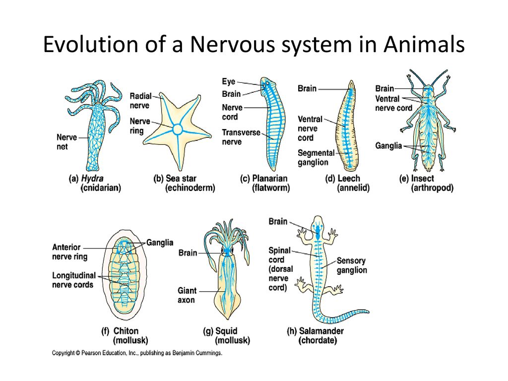 System animal. Эволюция нервной системы. Типы нервной системы у беспозвоночных. Эволюция нервной системы беспозвоночных. Самая простая нервная система.
