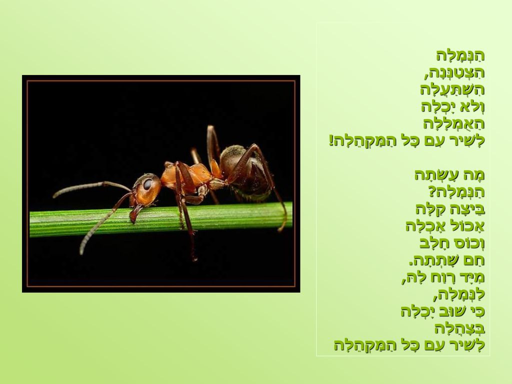 הנמלה. - ppt download