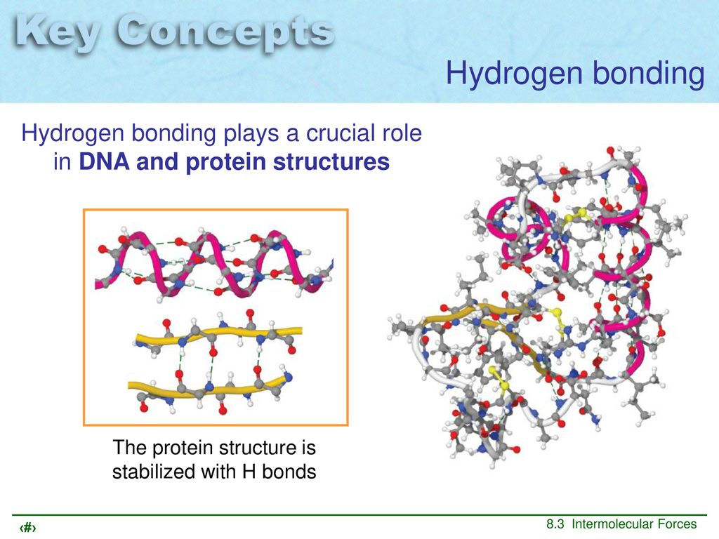 Hydrogen bonding Hydrogen bonding plays a crucial role in DNA and protein structures.