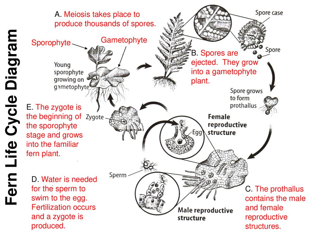 Seedless Reproduction - ppt download