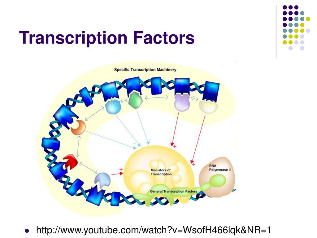 The Workhorse of the Cell Biology Diagrams