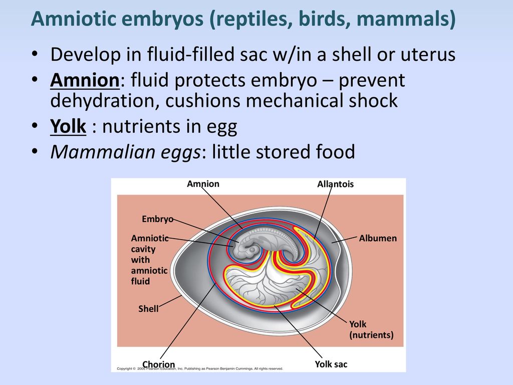 Ch. 46/47 Warm-Up (Ch. 46) How do oogenesis and spermatogenesis differ