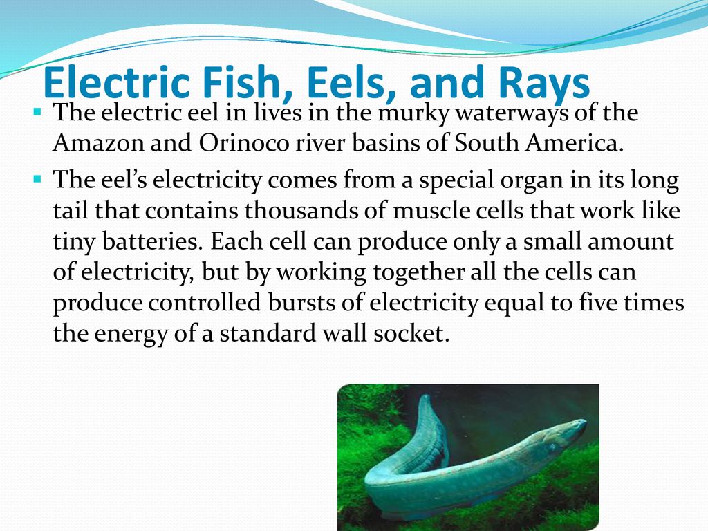 Electric Current. - ppt download