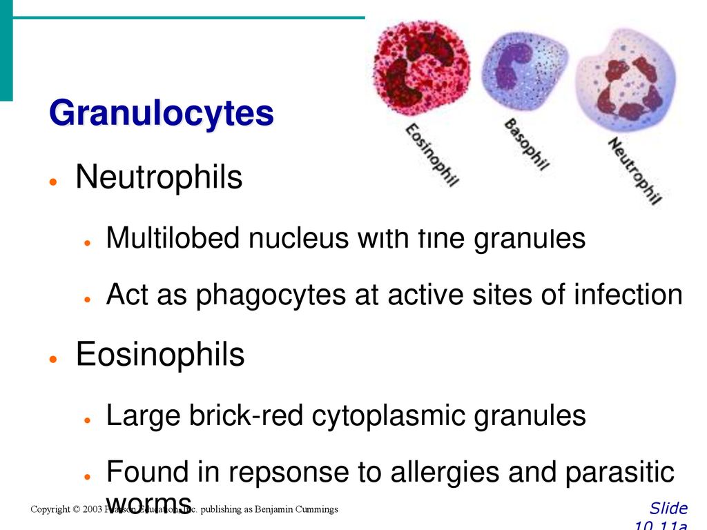 Granulocytes Neutrophils Eosinophils