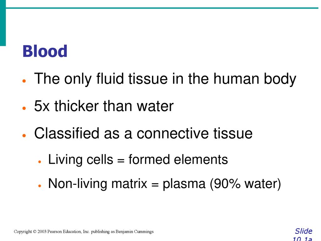 Blood The only fluid tissue in the human body 5x thicker than water