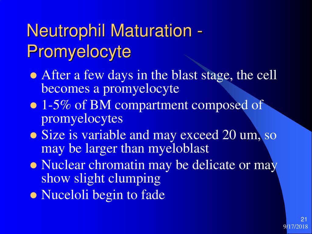 Hematology 425 Leukopoiesis - ppt download